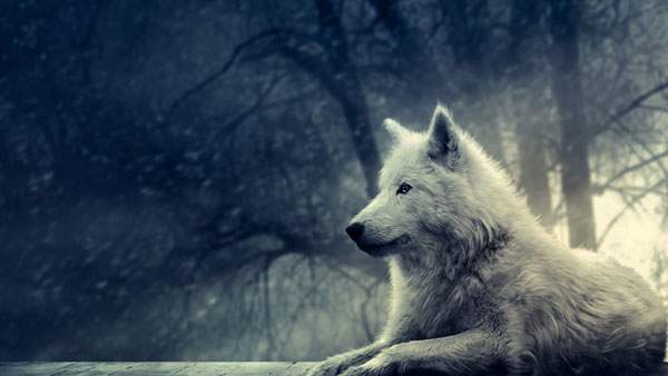 雪原に座り込む狼