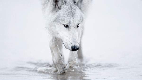 雪原を歩く狼