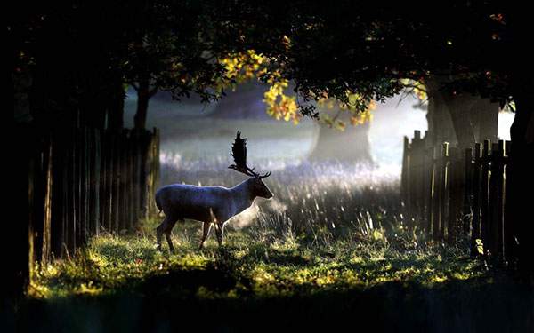 光と鹿の画像がかっこいい