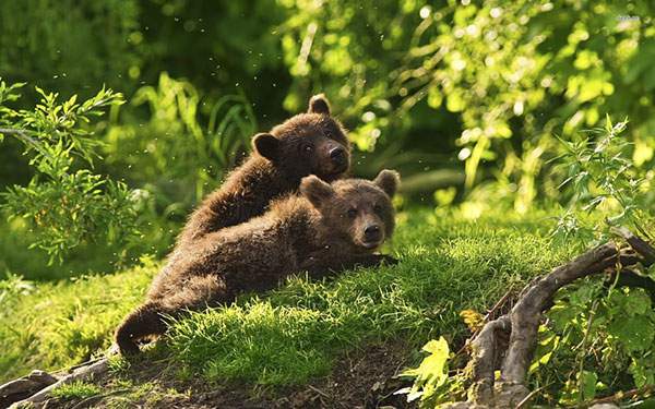 野原で重なり合うようにいる２匹の子熊