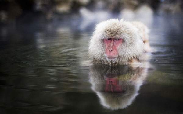 温泉に浸かる猿