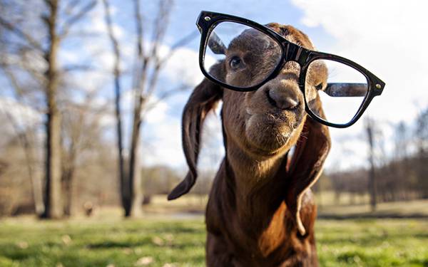 眼鏡をかけたヤギ