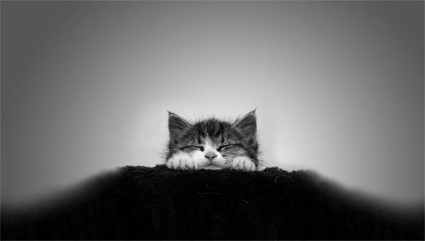 毛布にくるまる猫のおしゃれなモノクロ・白黒写真の壁紙