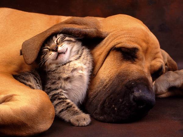 12.眠る犬とその耳の下で遊んで笑顔の猫の可愛い写真壁紙画像