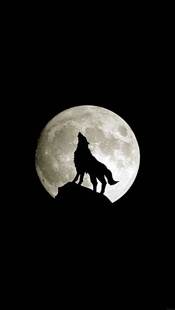 満月を背景に遠吠えする狼