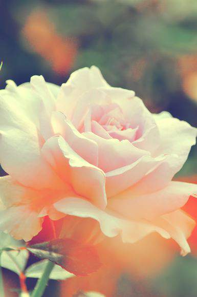 淡いピンク色の薔薇（ステンレススチール）