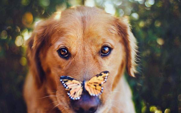 鼻に蝶々がとまった犬