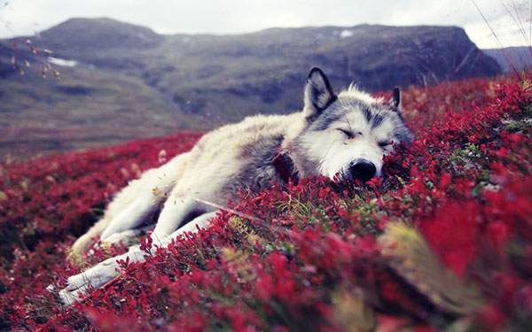 花畑で眠るシベリアンハスキー