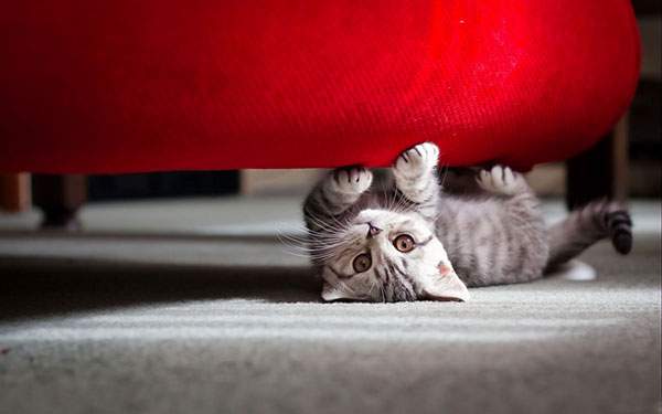 赤いソファーの猫