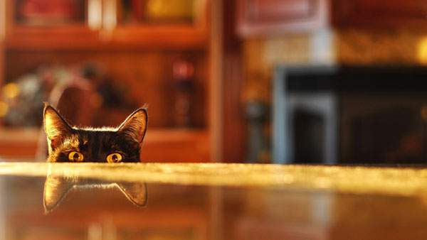テーブルの上から覗く黒猫