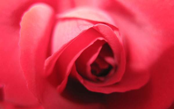 綺麗なピンクのバラの花