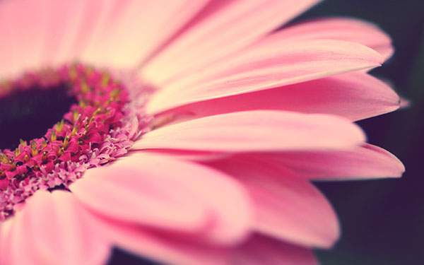 レトロな色調のピンクの花の写真