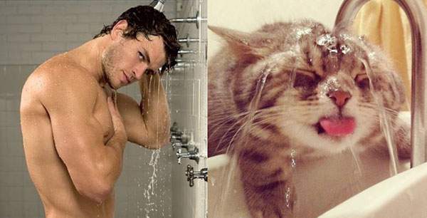 シャワーを浴びるセクシーなイケメン猫