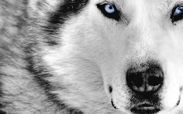 透明感のあるブルーな瞳の狼の壁紙画像