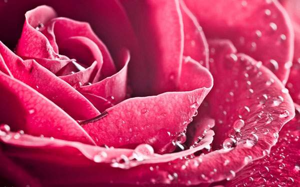 鮮やかなピンクの薔薇の花ときらきら光る雫