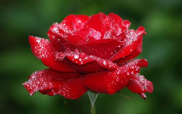 力強い赤色が綺麗な薔薇の花の写真画像