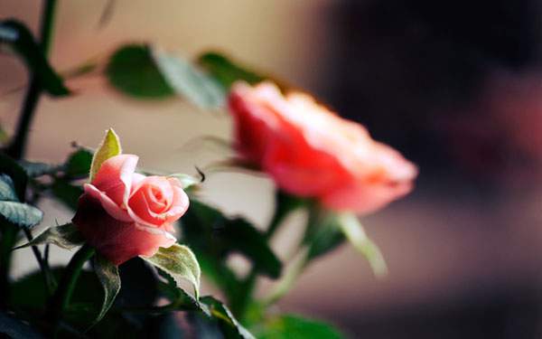 濃い陰影が綺麗なピンクの薔薇の花の写真