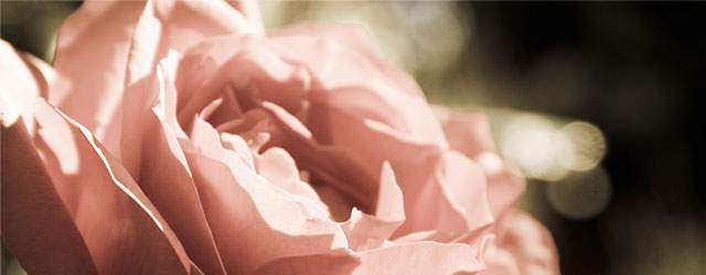 無料壁紙 綺麗な薔薇の花の写真画像まとめ 高画質 Switchbox