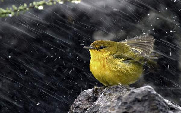 雨と黄色い小鳥のかわいい写真