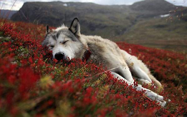 赤い花畑で眠る狼の写真