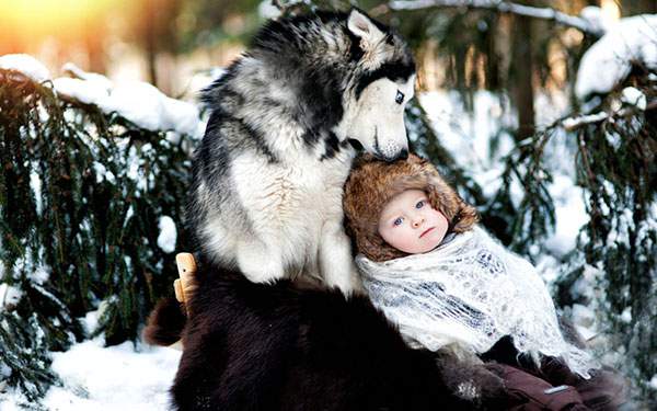 狼と赤ちゃんの写真壁紙