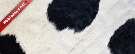 7 Animal Fur Texture