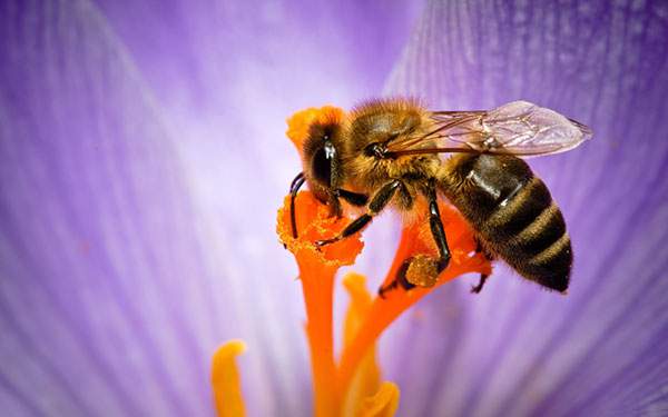 花にとまって蜜を集める蜂をマクロ撮影した美しい写真壁紙