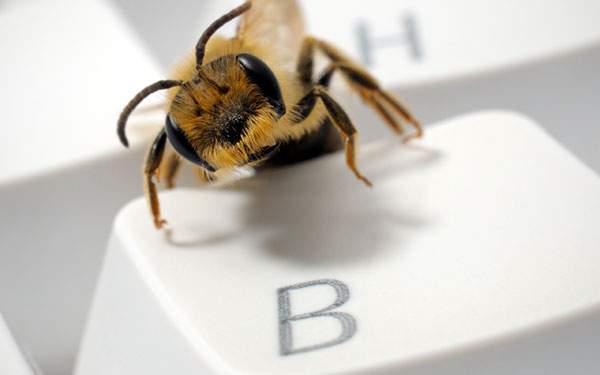 キーボードの「B」の上の蜂の壁紙画像