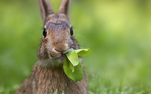 葉っぱをむしゃむしゃ食べるウサギのかわいい壁紙画像