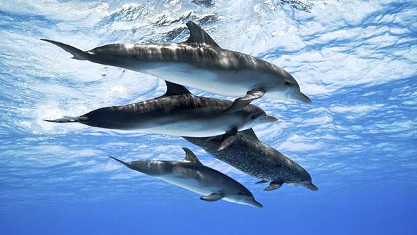 爽やかなブルーの海の中を泳ぐ4匹のイルカ達