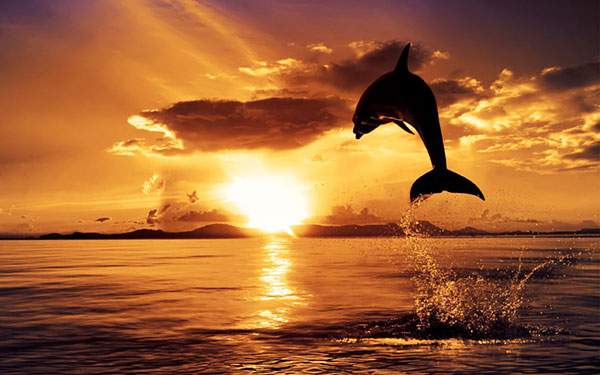 真っ赤な夕日とジャンプするイルカのキレイなシルエット