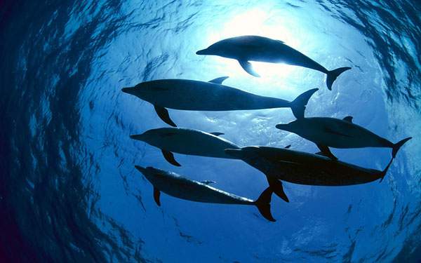 海を優雅に泳ぐイルカたちを下から見上げたアングルの写真