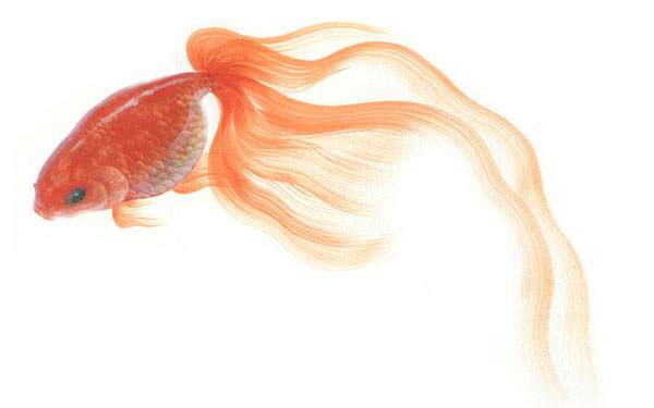 尾の長い金魚を描いたシンプルな白背景のイラスト壁紙