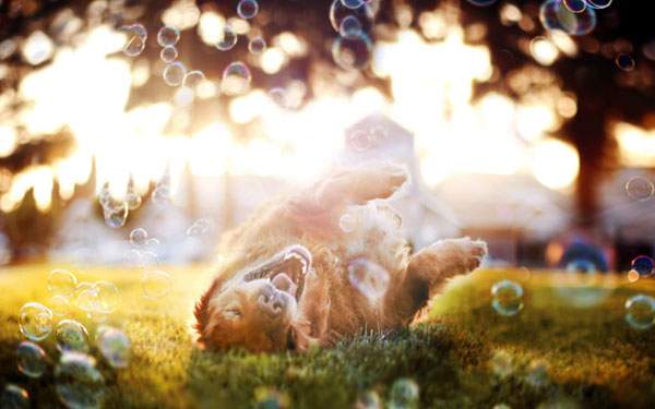 草の上に寝転がって遊ぶ犬とシャボン玉の綺麗な写真壁紙