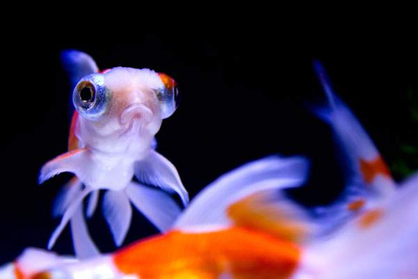 フリー写真素材 綺麗で可愛い 金魚の無料画像まとめ らんちゅう 出目金 Switchbox