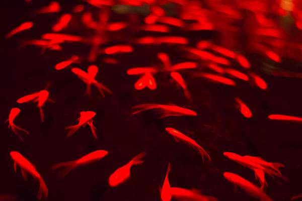 暗闇の中で泳ぐ赤い金魚