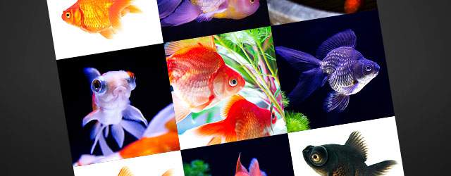 フリー写真素材 綺麗で可愛い 金魚の無料画像まとめ らんちゅう 出目金 Switchbox