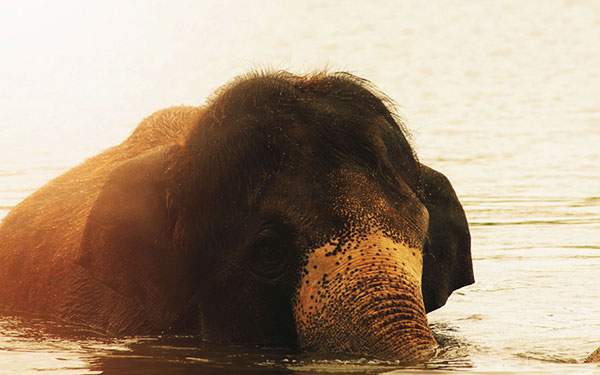 夕日の中で水浴びする象の美しい写真壁紙