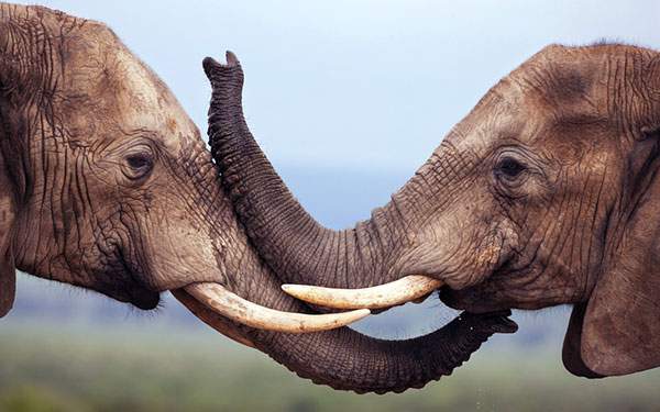 お互いの鼻を合わせて挨拶する2匹の象