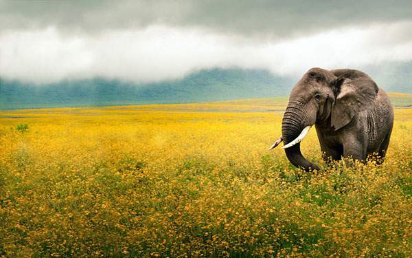黄色い花畑の中の象の綺麗な写真壁紙