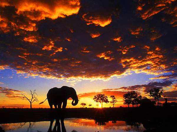 夕日の中の象のシルエットを撮影した美しい写真壁紙