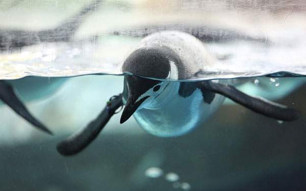 海に潜ろうとするペンギンのかわいい写真壁紙画像