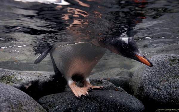 水に顔をつけて様子をうかがうペンギンの写真壁紙画像