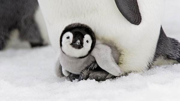 お母さんの足元で温まる赤ちゃんペンギンのかわいい壁紙画像