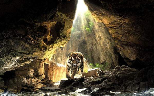 切り立った岩場に差し込む光と威厳のある虎を描いたリアルなイラスト