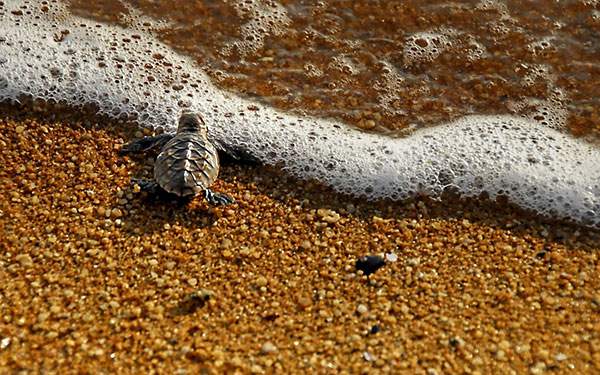 無料壁紙 亀を撮影した綺麗な写真画像まとめ 海 草 砂浜 Switchbox