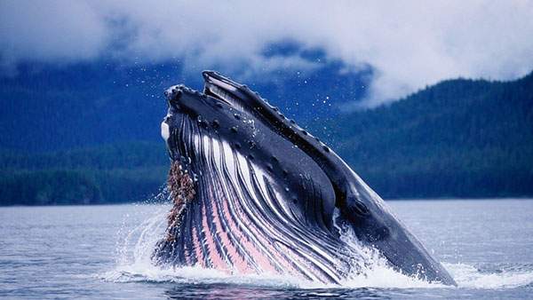 水面から飛び出す鯨を撮影した迫力の写真素材
