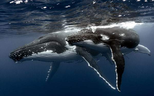 水面スレスレを泳ぐ二匹の鯨の写真壁紙