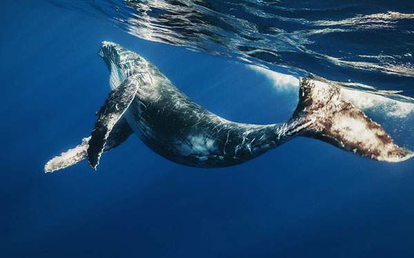 水中でしなやかに泳ぐ鯨の壁紙画像