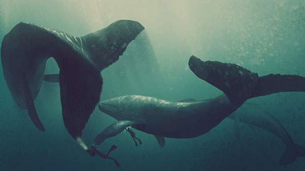 二匹の鯨とダイバーの綺麗な写真壁紙